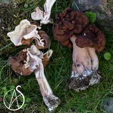 Attēlu rezultāti vaicājumam “Gyromitra esculenta”