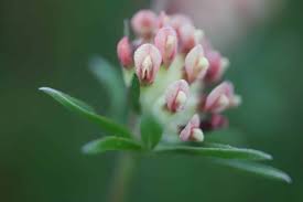 Attēlu rezultāti vaicājumam “Anthyllis arenaria flower”