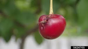 Attēlu rezultāti vaicājumam “Cerasus fruit”