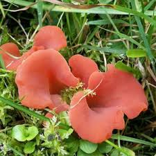 Attēlu rezultāti vaicājumam “Tremiscus helvelloides”