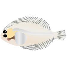 Image result for Paralichthys dentatus