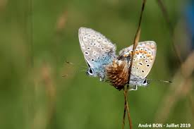 Attēlu rezultāti vaicājumam “Polyommatus icarus”