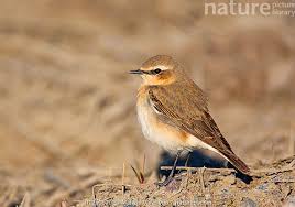 Attēlu rezultāti vaicājumam “Oenanthe oenanthe”