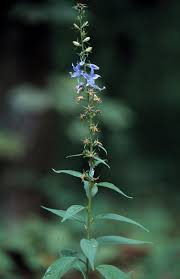 Image result for Campanula americana