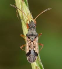 Attēlu rezultāti vaicājumam “Isopaches bicrenatus”