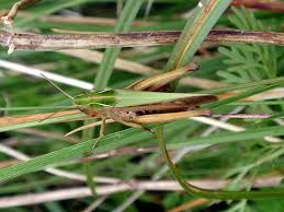 Attēlu rezultāti vaicājumam “Omocestus viridulus”
