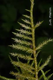 Attēlu rezultāti vaicājumam “Calliergonella cuspidata”