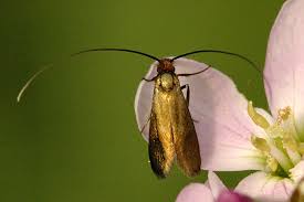 Attēlu rezultāti vaicājumam “Nemophora metallica”