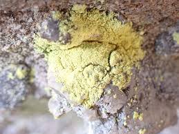 Attēlu rezultāti vaicājumam “Chrysothrix candelaris”