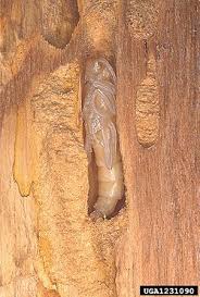 Attēlu rezultāti vaicājumam “Necydalis major”