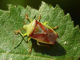 Attēlu rezultāti vaicājumam “Elasmostethus interstinctus”