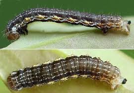 Attēlu rezultāti vaicājumam “Hydria cervinalis”