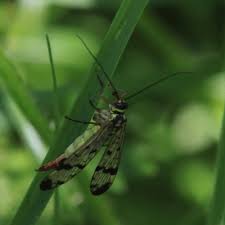 Attēlu rezultāti vaicājumam “Panorpa communis”