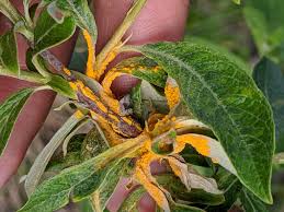 Attēlu rezultāti vaicājumam “Melampsora epitea”