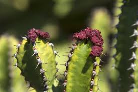 Attēlu rezultāti vaicājumam “Euphorbia palustris fruit”