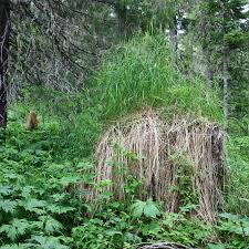 Attēlu rezultāti vaicājumam “Bryum weigelii macro”