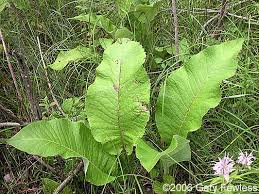 Attēlu rezultāti vaicājumam “Inula helenium leaf”