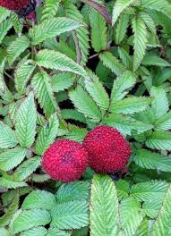 Attēlu rezultāti vaicājumam “Rubus illecebrosus”