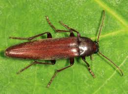 Attēlu rezultāti vaicājumam “Melandryidae”