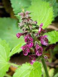 Attēlu rezultāti vaicājumam “Stachys sylvatica bud”
