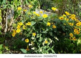 Attēlu rezultāti vaicājumam “Silene latifolia subsp. alba flower”