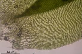 Attēlu rezultāti vaicājumam “Fontinalis antipyretica”