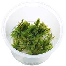 Attēlu rezultāti vaicājumam “Fissidens”