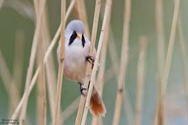 Attēlu rezultāti vaicājumam “Panurus biarmicus male”