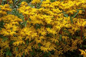 Attēlu rezultāti vaicājumam “Sedum aizoon”