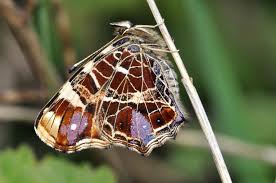 Attēlu rezultāti vaicājumam “Araschnia levana”