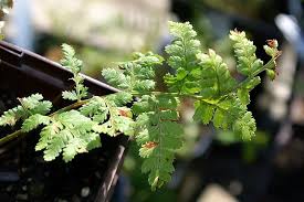 Attēlu rezultāti vaicājumam “Dryopteris expansa”