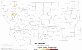 Attēlu rezultāti vaicājumam “Jungermannia leiantha”
