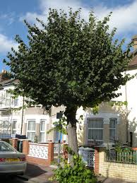 Attēlu rezultāti vaicājumam “Tilia x vulgaris”