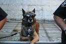 cool police pictures