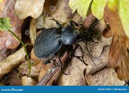 Attēlu rezultāti vaicājumam “Carabus coriaceus”