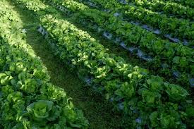 Attēlu rezultāti vaicājumam “Cruciferae”