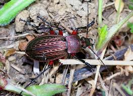 Attēlu rezultāti vaicājumam “Carabus cancellatus”