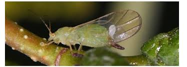 Attēlu rezultāti vaicājumam “Psylla alni nymph”