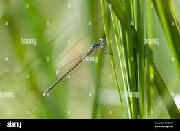 Attēlu rezultāti vaicājumam “Nehalennia speciosa”