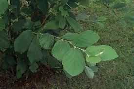 Attēlu rezultāti vaicājumam “Hamamelis vernalis leaf”