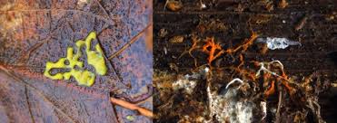 Attēlu rezultāti vaicājumam “Trichia varia sessile”