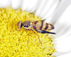 Attēlu rezultāti vaicājumam “Urophora jaceana”