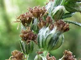 Attēlu rezultāti vaicājumam “Artemisia vulgaris flower”
