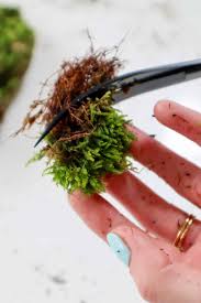 Attēlu rezultāti vaicājumam “Hypnum cupressiforme sporophyte”