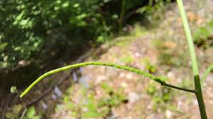Attēlu rezultāti vaicājumam “Cardaminopsis arenosa fruit”