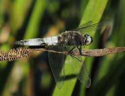 Attēlu rezultāti vaicājumam “Libellula fulva male”