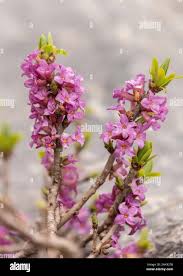 Attēlu rezultāti vaicājumam “Daphne mezereum flower”