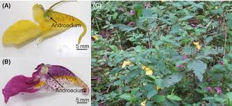 Attēlu rezultāti vaicājumam “Impatiens noli-tangere leaf”