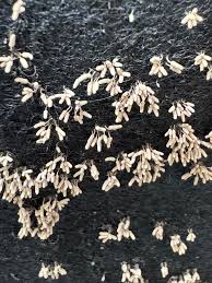 Attēlu rezultāti vaicājumam “Arcyria affinis spores”