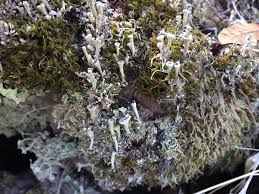 Attēlu rezultāti vaicājumam “Cladonia”